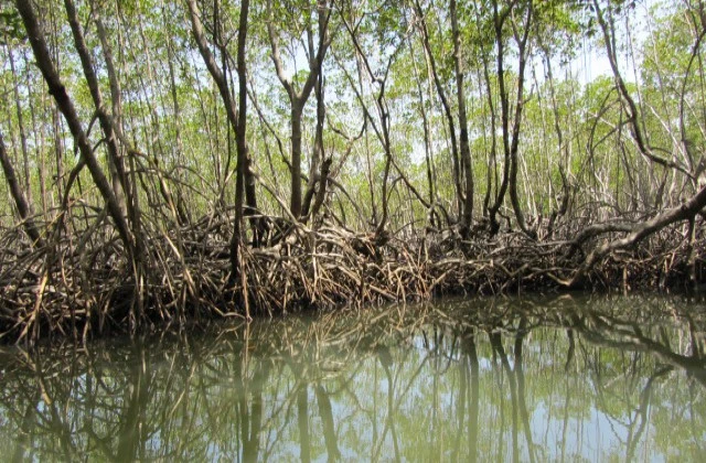 Parc National Los Haitises mangrove 2